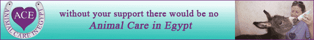 Animal Care in Egypt