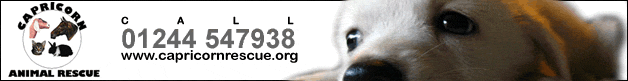 Capricorn Animal Rescue & Sanctuary