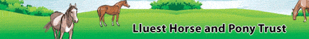 Lluest Horse and Pony Trust