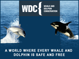Click to view WDC, Whale and Dolphin Conservation