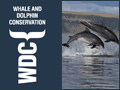 Click to view WDC, Whale and Dolphin Conservation