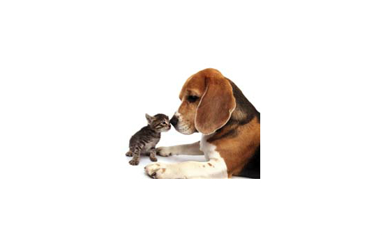 Animal Care Trust profile image 1