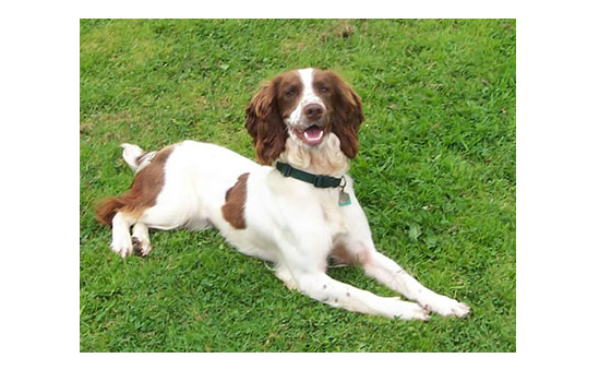 Animal Care Trust profile image 2