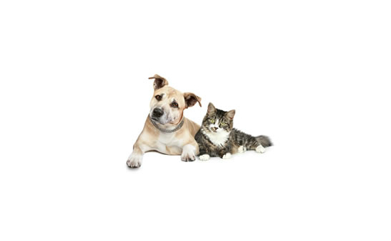 Animal Care Trust profile image 3