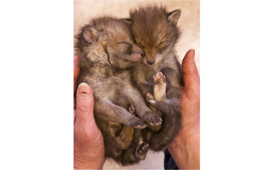 Fox Project, The profile image 1