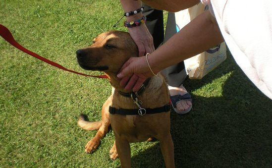 Three Counties Dog Rescue profile image 1