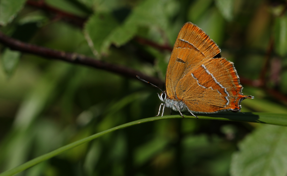 Brown hairstreak butterfly_Credit Peter Eeles