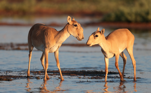 Female saiga antelope with her young_Credi Eugeny Polonsky