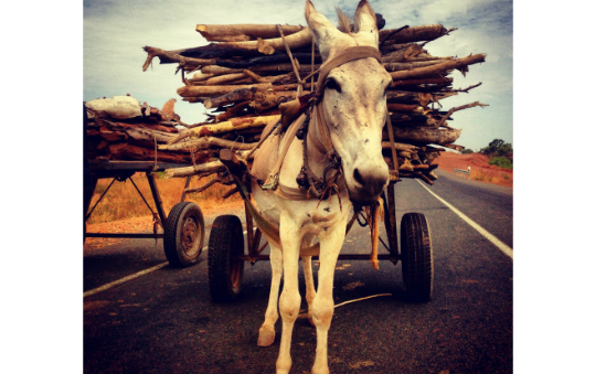 A heavy load for a small donkey