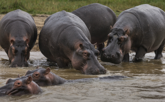 Brent Stirton&#039;s images of Hippos in Virunga