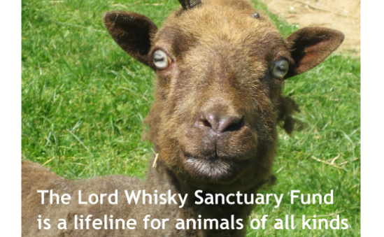 lord whiskey cat sanctuary