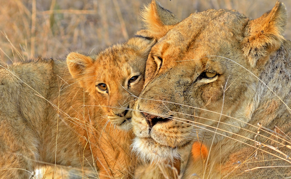 Conservation Partnerships_Credit Dave Pusey Shutterstock