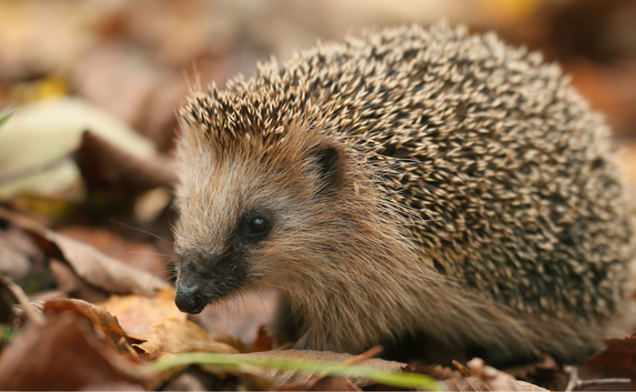 Hedgehog Appeal_Credit Kichigin shutterstock.com_.png