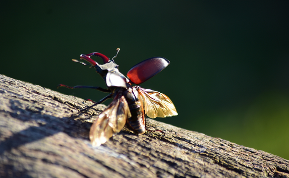 Stag beetle Appeal_Credit Cait Orton