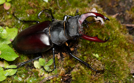 male stag beetle_credit Andrew Neal