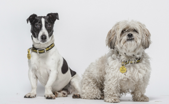 Dogs Trust | Animal Rescue, Centres & Homes - Animals Charities | Charity  Directory - Charity Choice