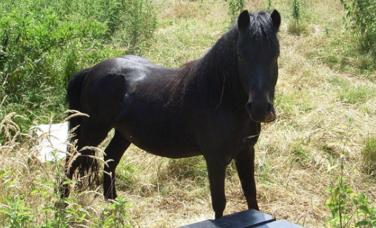 HAPPA Mr. Bloom rescued during heatwave in July 2013.