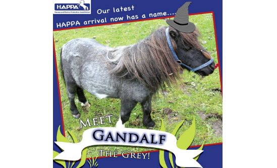 Meet HAPPA Gandalf!