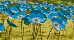 St Barnabas Hospice - forget Me Nots