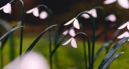St Christophers Hospice - Snowdrops