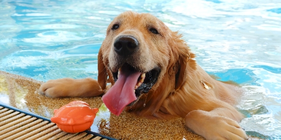 Hot Dog! Tips for Keeping Your Canine Cool.