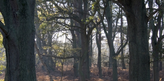 Save forests petition