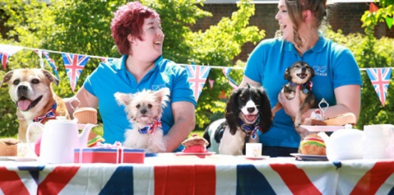 Battersea rescue dogs hold a right royal Windsor street party
