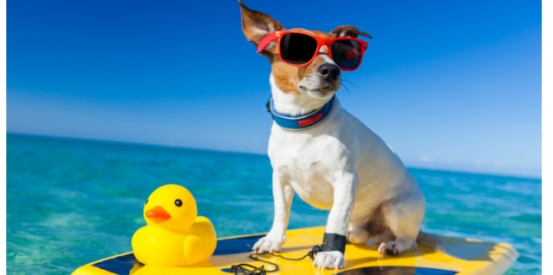 Keep your canine cool in the heat