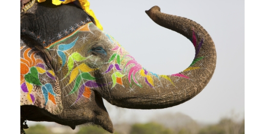 Elephants for Africa Celebrates World Elephant Day