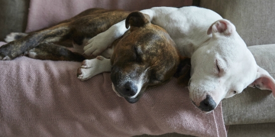 Could you rehome a rescue animal?