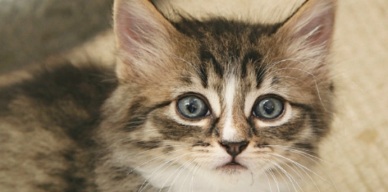 Top 10 Celebrity Animal Lovers