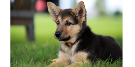 RSPCA celebrates World Animal Day