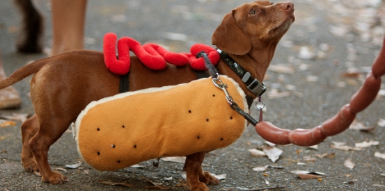 Canine Capers with the RSPCA