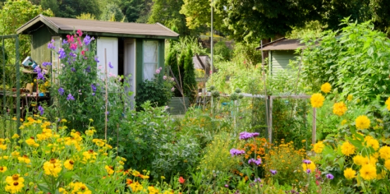 Celebrate National Allotments Week!