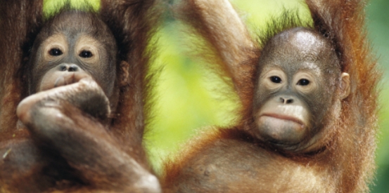 Get involved in World Orangutan Day!